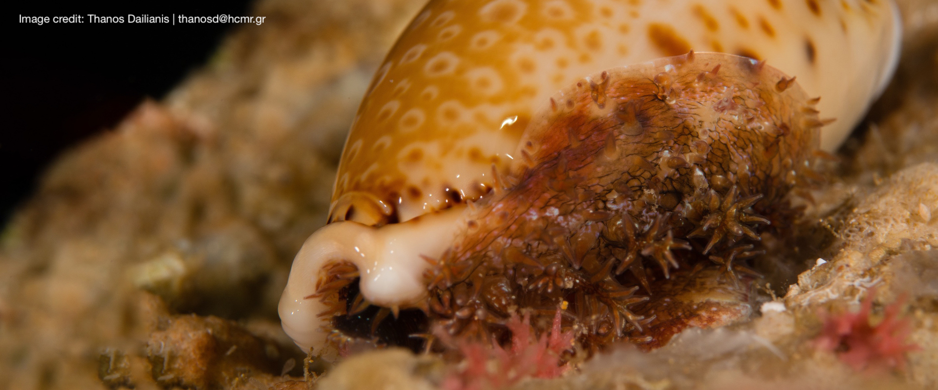 EFFECTS OF CLIMATE CHANGE AND OCEAN ACIDIFICATION ON MARINE GASTROPODS